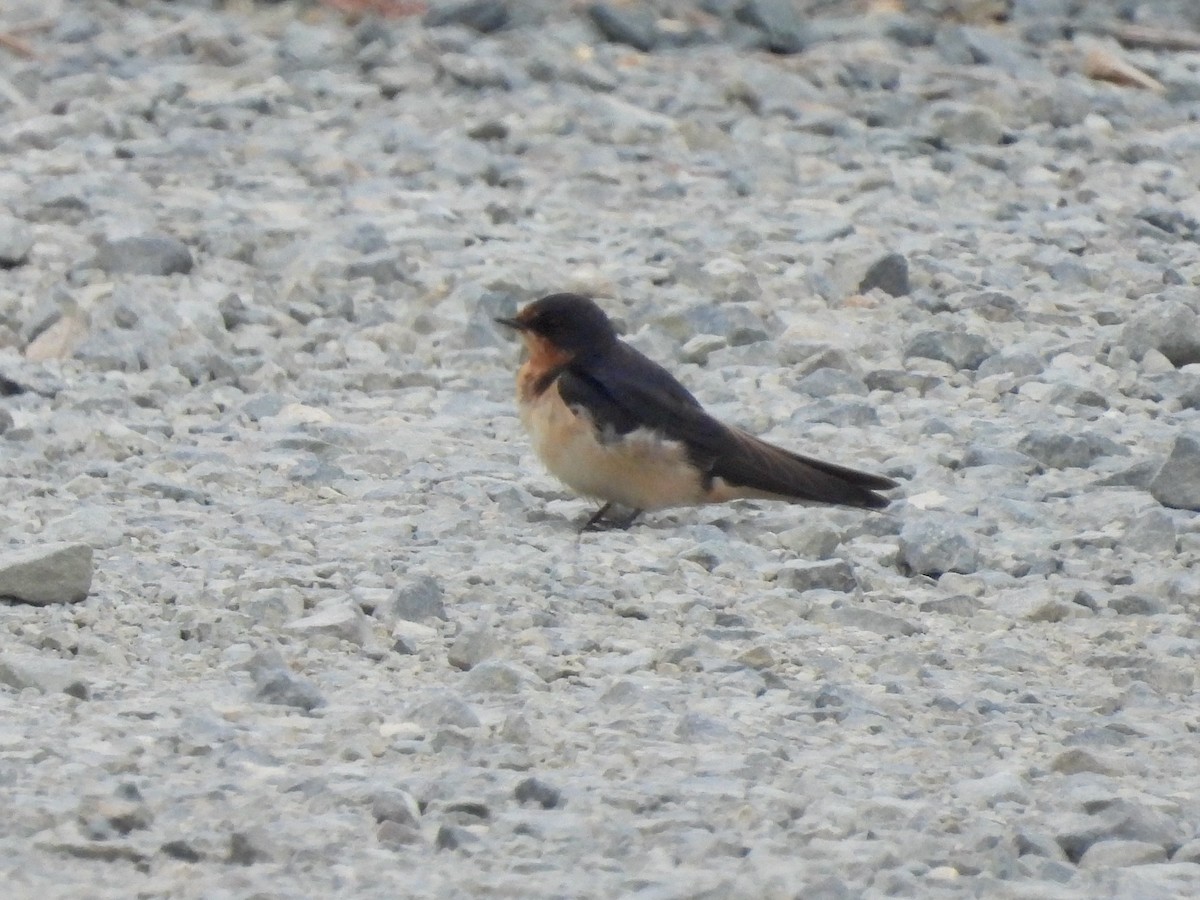 Barn Swallow - ML624236828