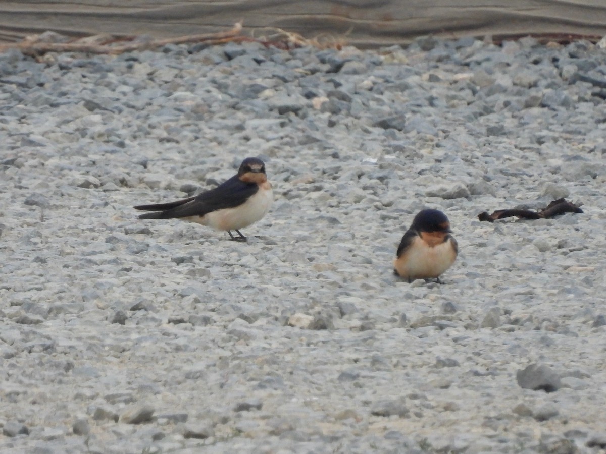 Barn Swallow - ML624236834