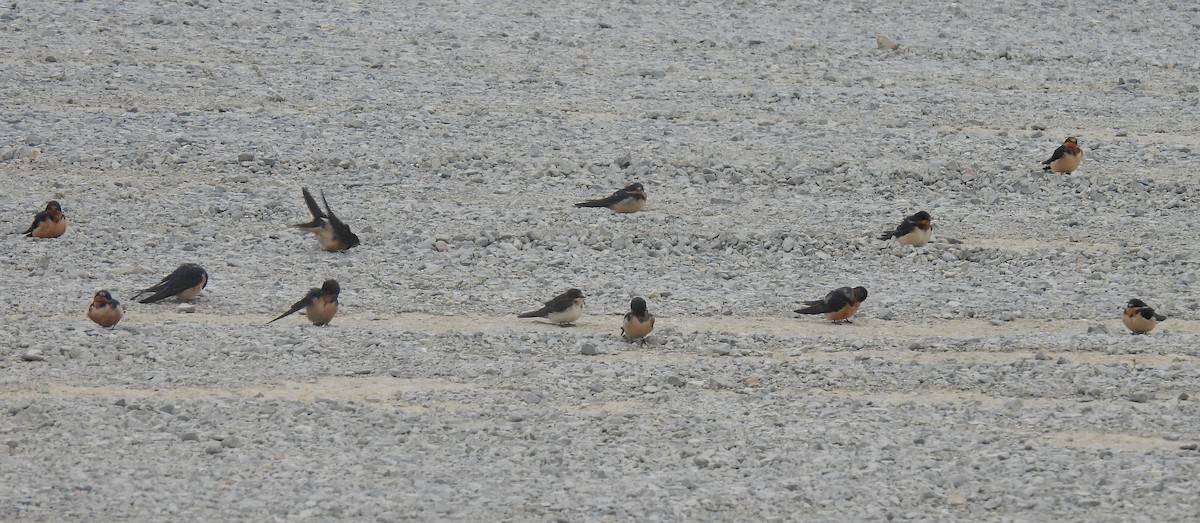 Barn Swallow - ML624236836