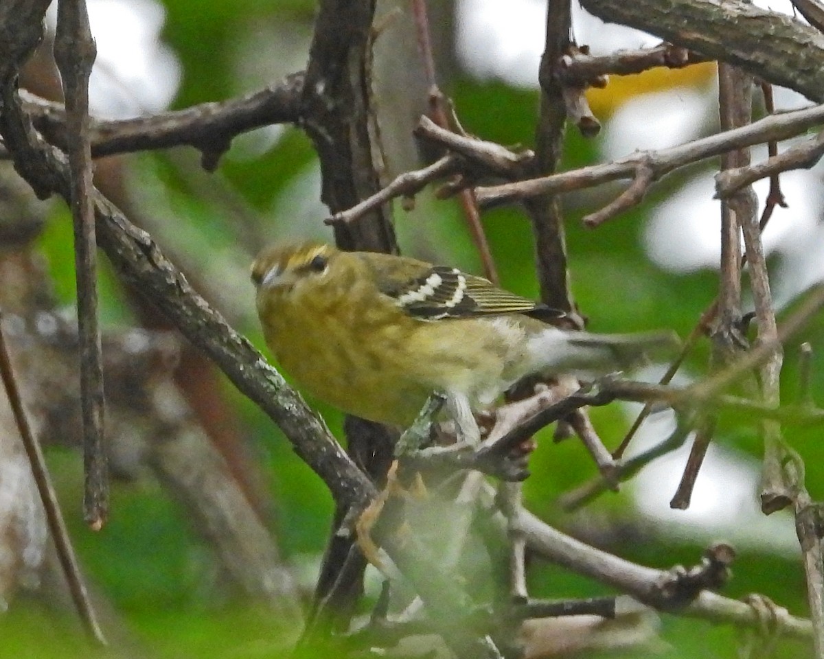 Bay-breasted Warbler - ML624236842