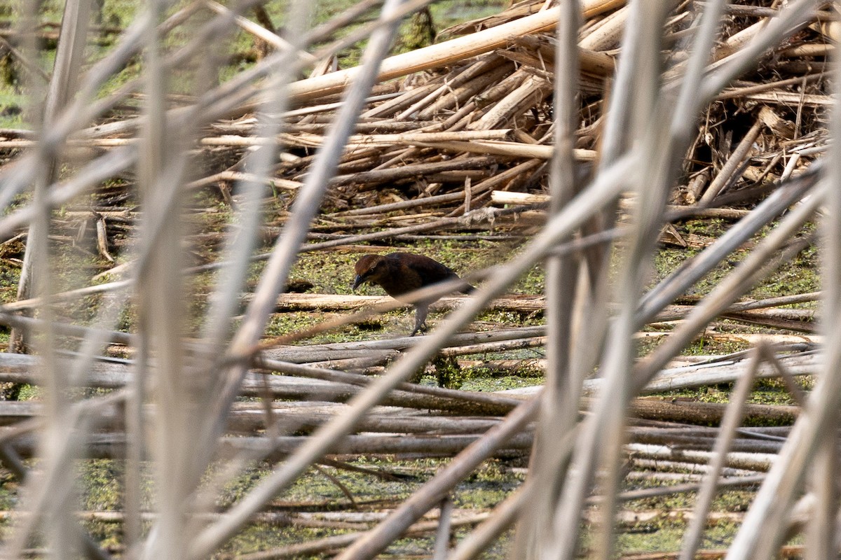 Rusty Blackbird - ML624236856