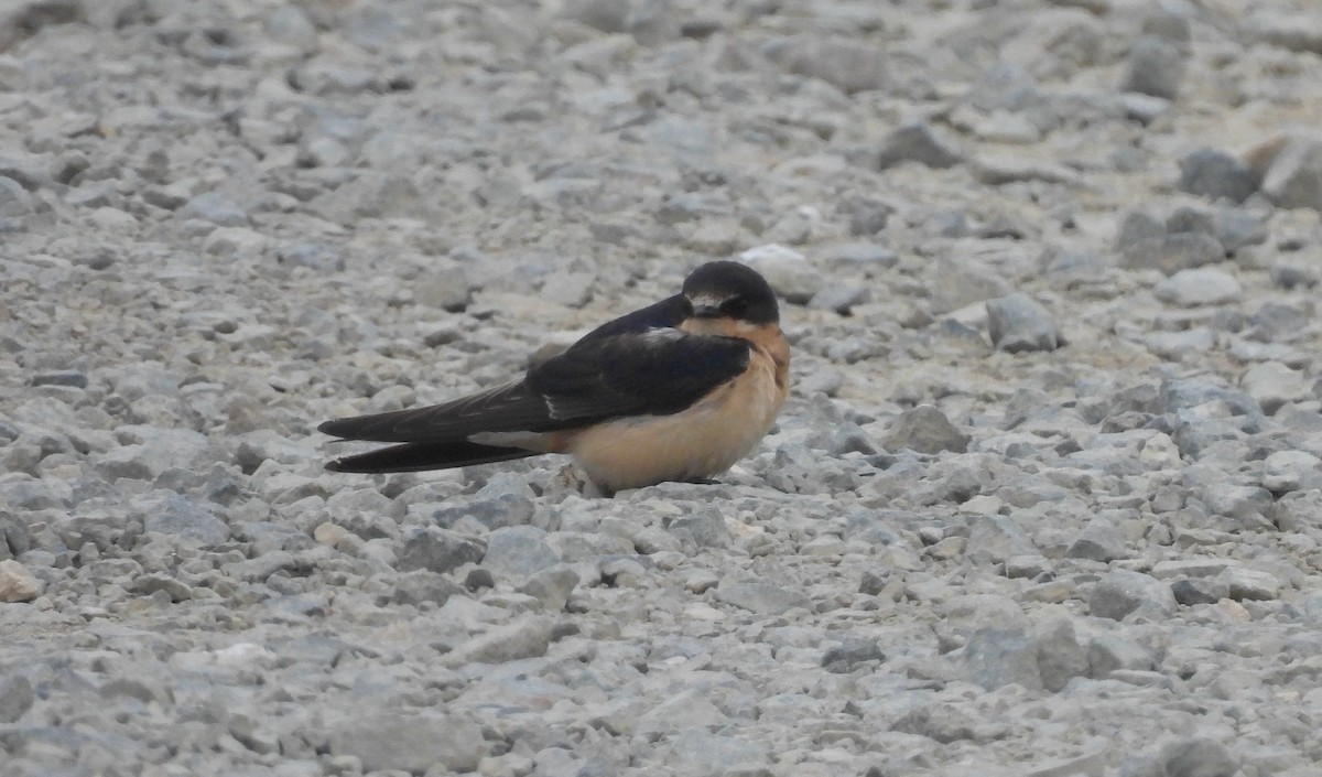 Barn Swallow - ML624236864