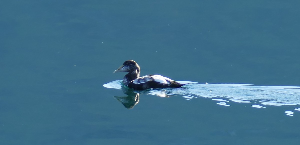 Common Eider - ML624236866