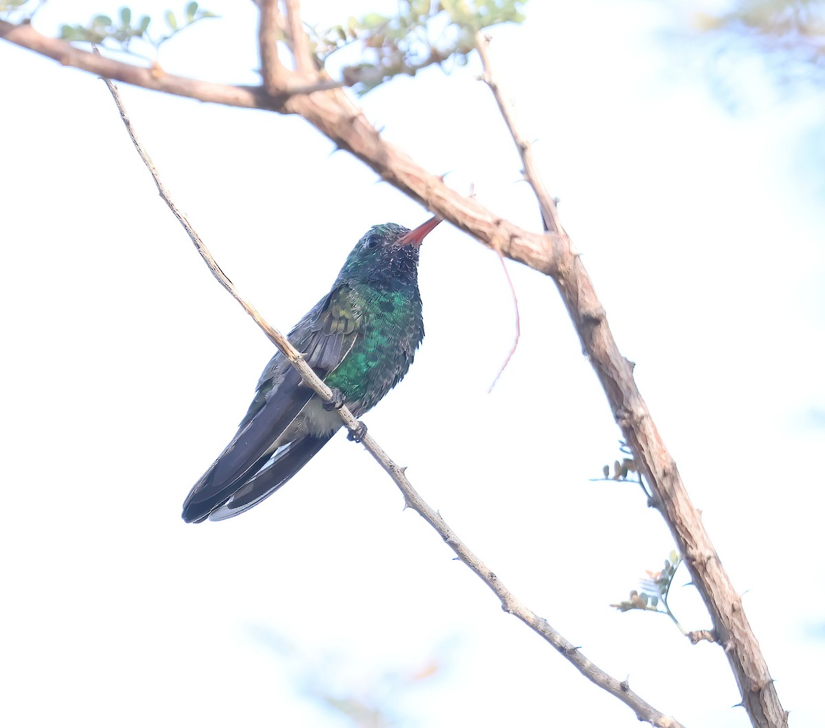 Broad-billed Hummingbird - ML624236873