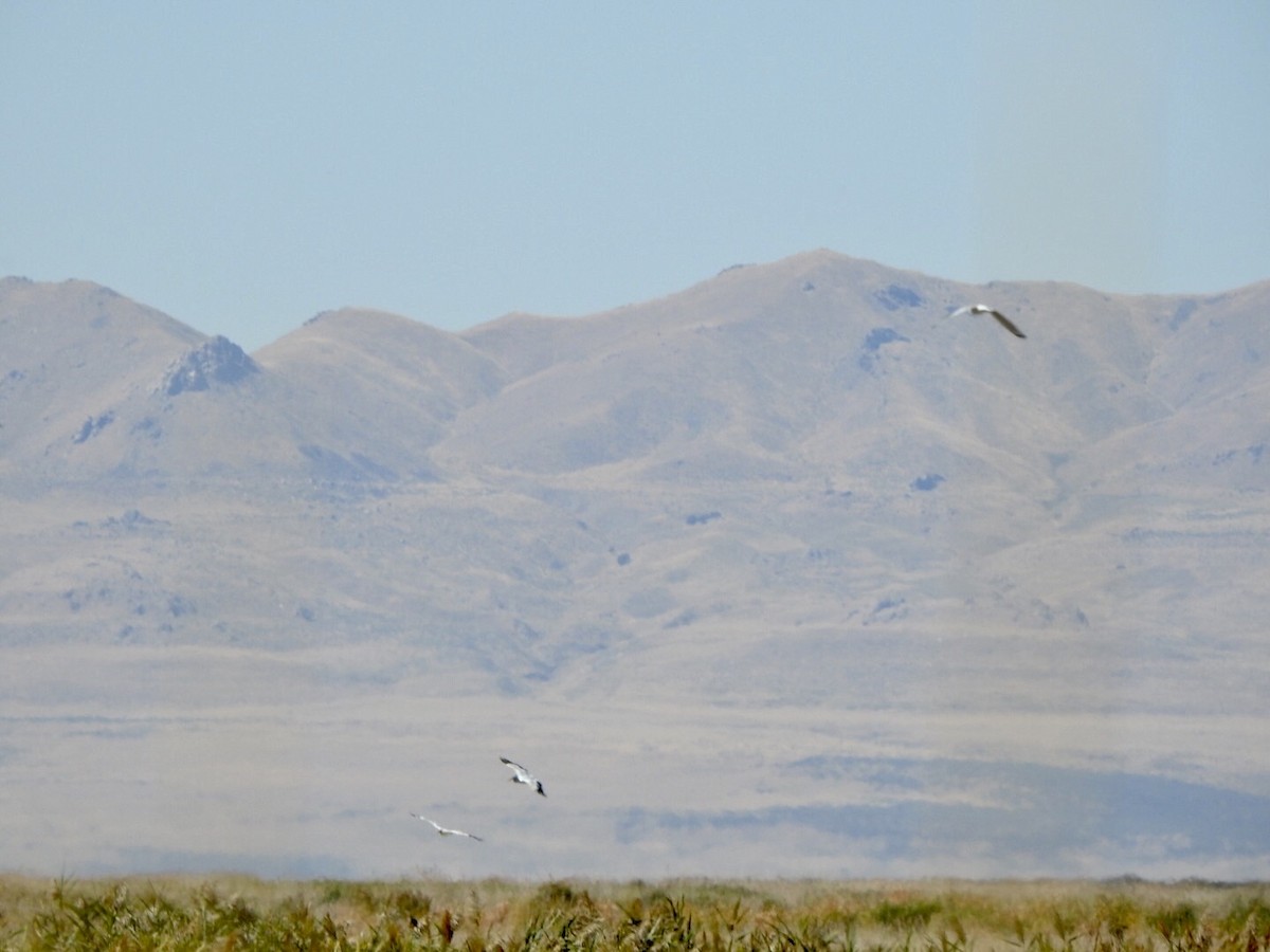 American White Pelican - ML624236889