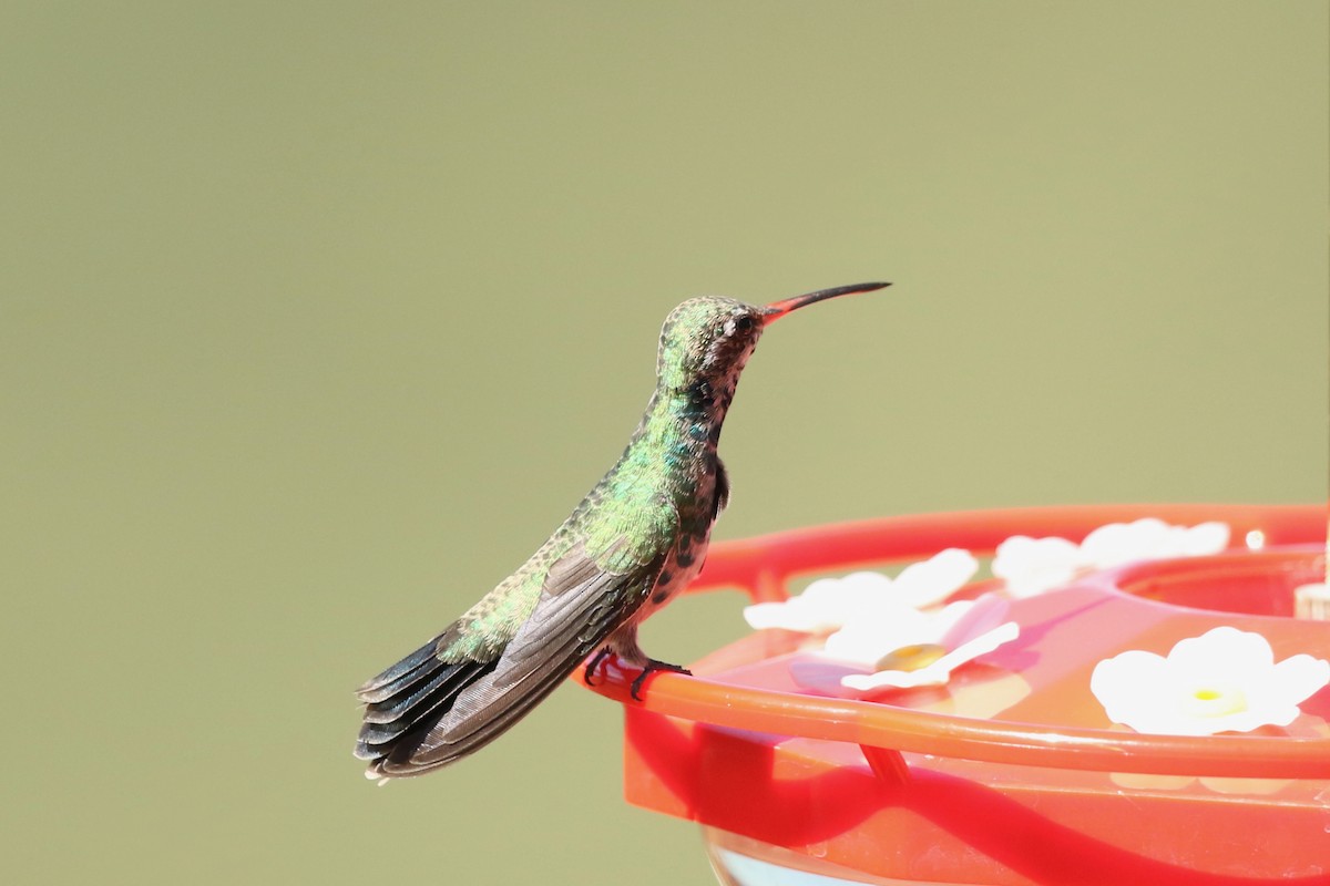 Broad-billed Hummingbird - ML624236909