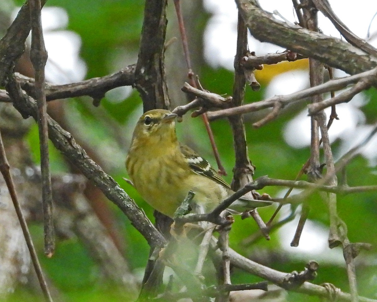 Bay-breasted Warbler - ML624236932