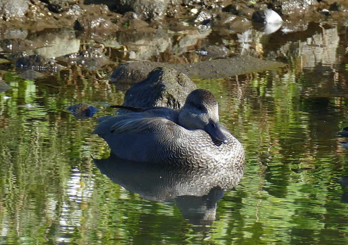 Gadwall - ML624236959