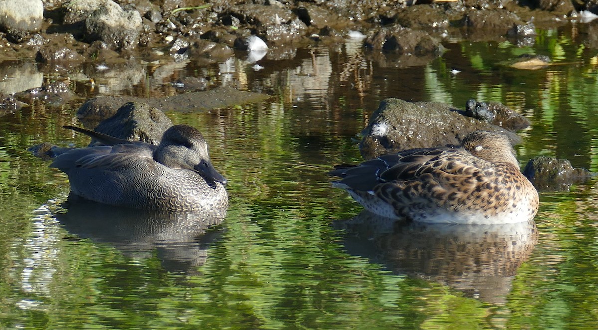 Gadwall - ML624236960