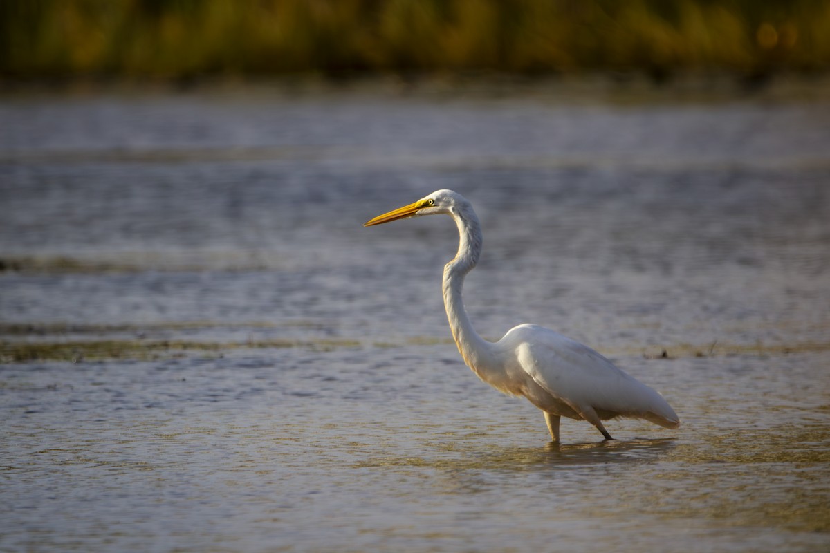 Great Egret - ML624236996