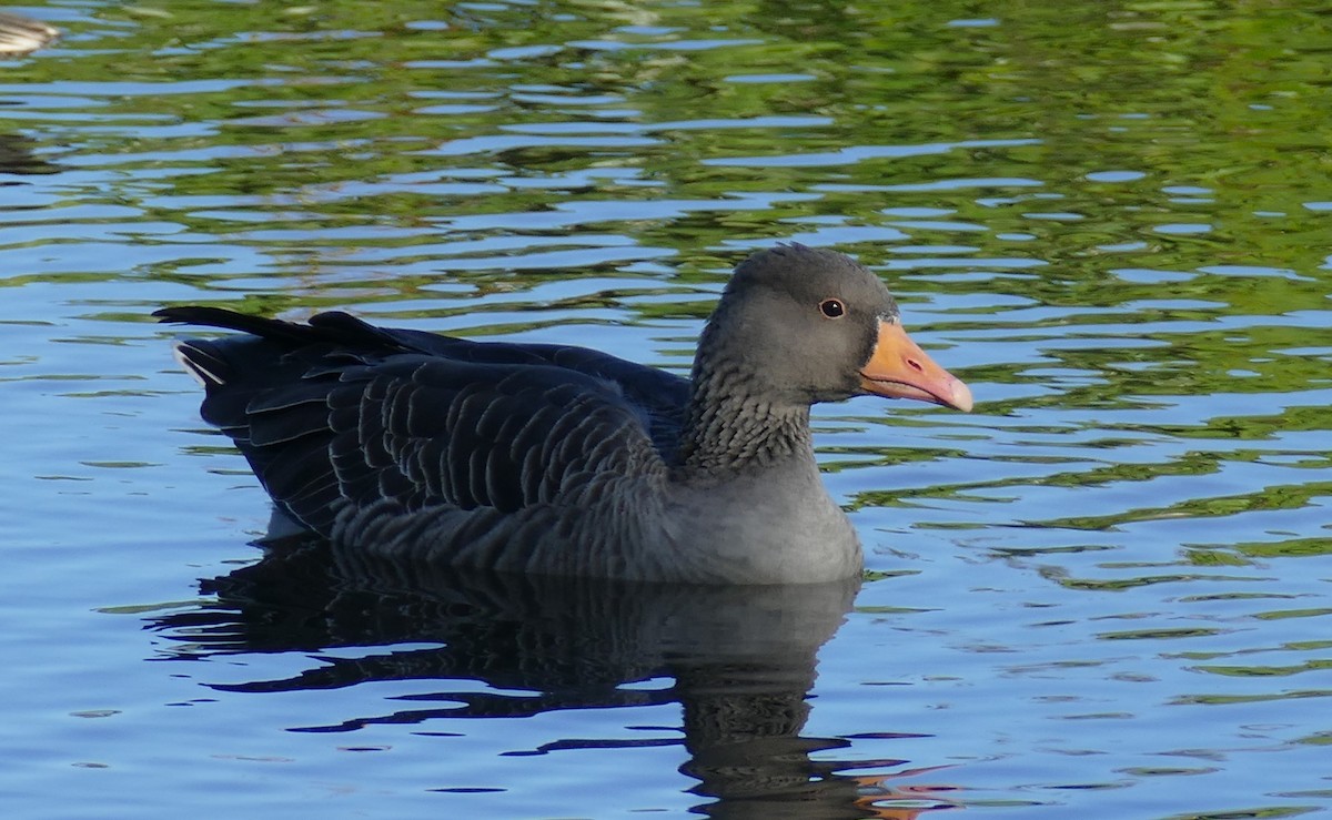 Graylag Goose - ML624237002