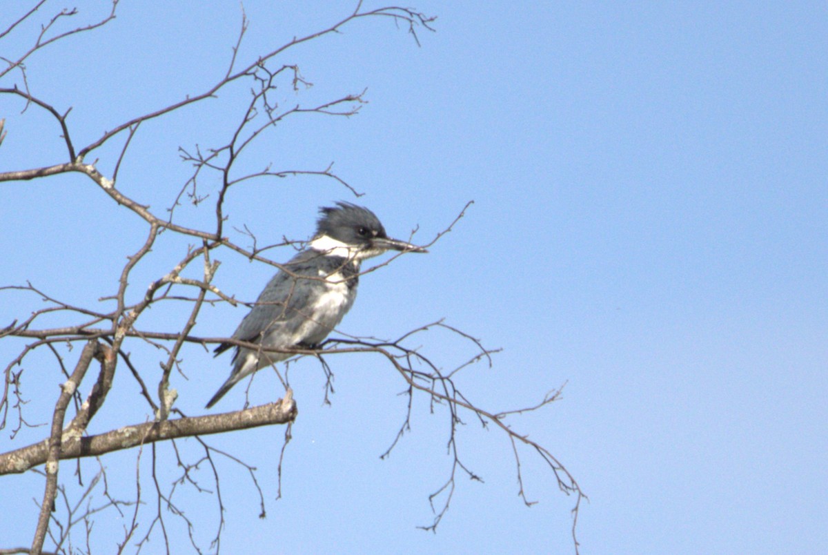 Belted Kingfisher - ML624237004