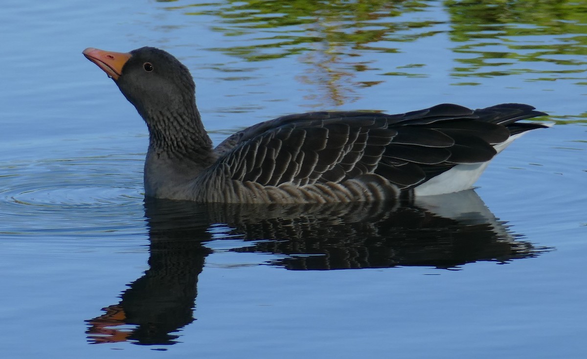 Graylag Goose - Gordon Saunders