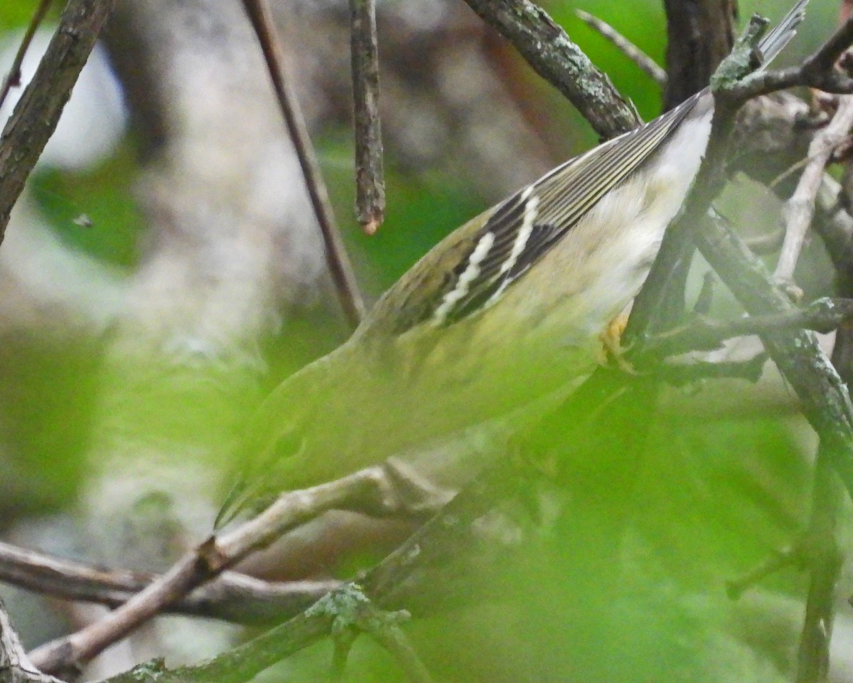 Bay-breasted Warbler - ML624237024