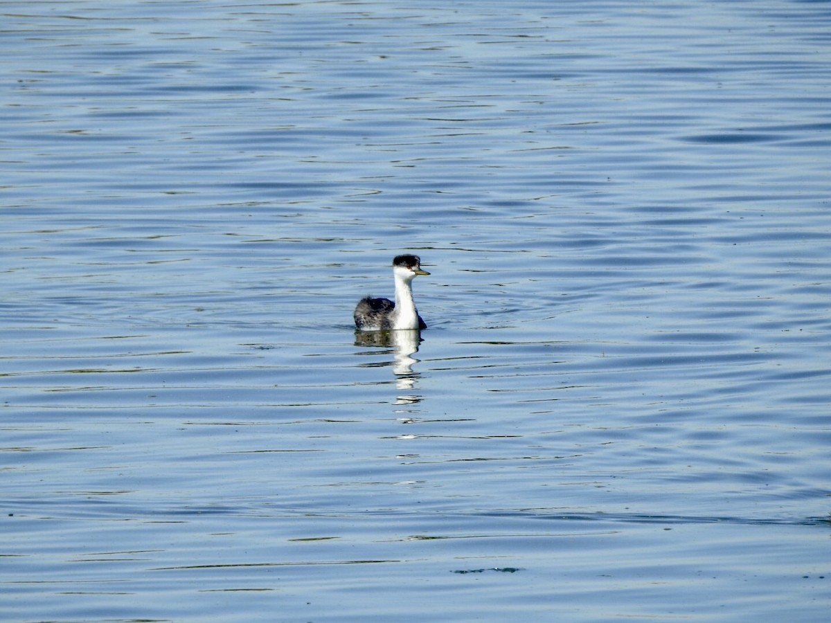 Western Grebe - ML624237050