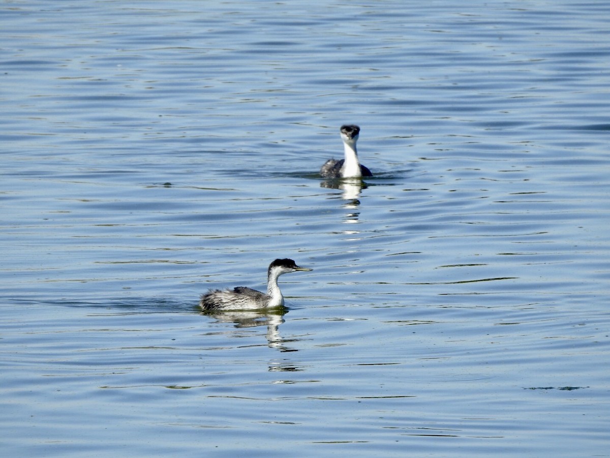 Western Grebe - ML624237051