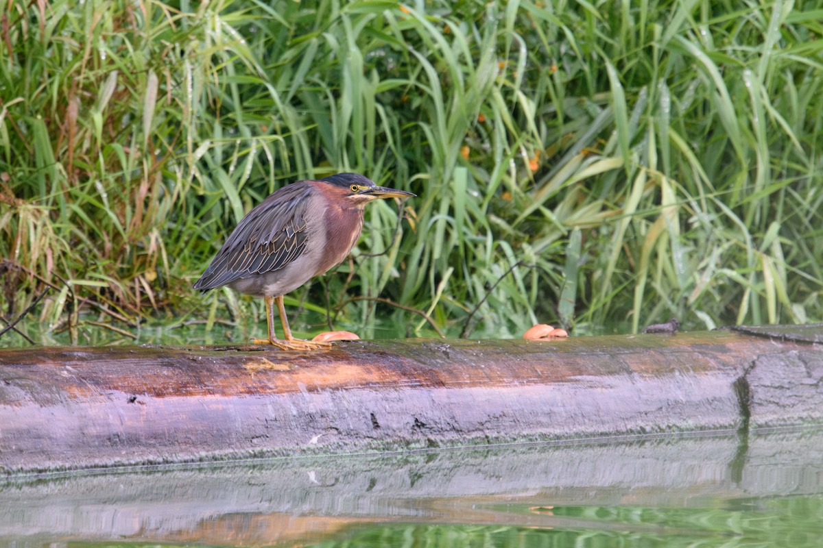 Green Heron - ML624237097