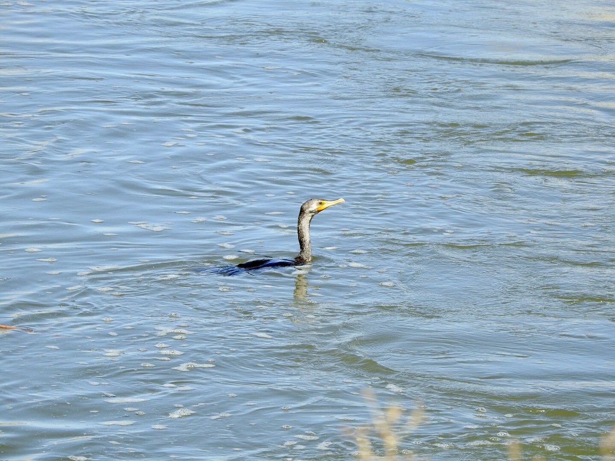 Double-crested Cormorant - ML624237102