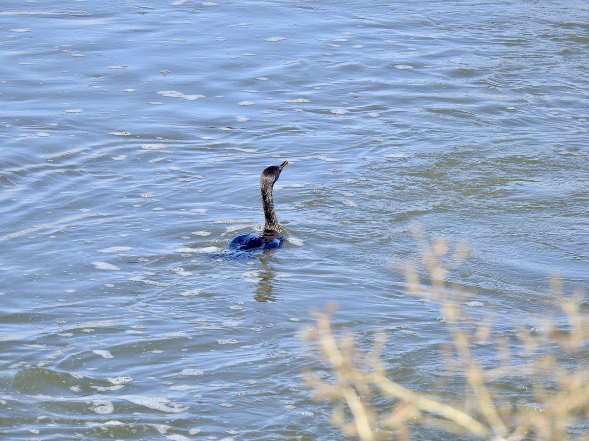 Double-crested Cormorant - ML624237103