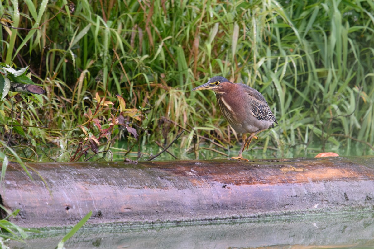 Green Heron - ML624237108