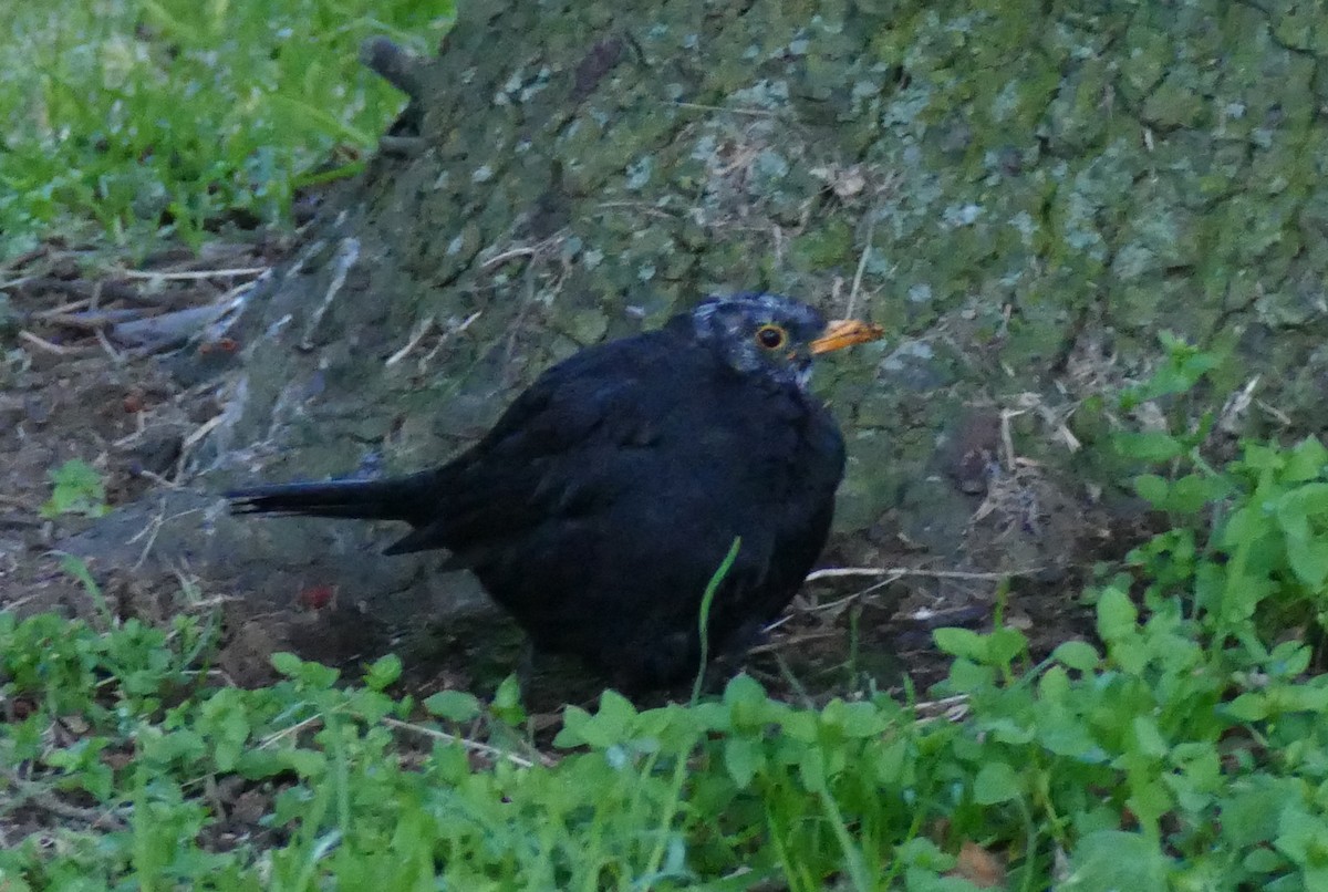 Eurasian Blackbird - ML624237142