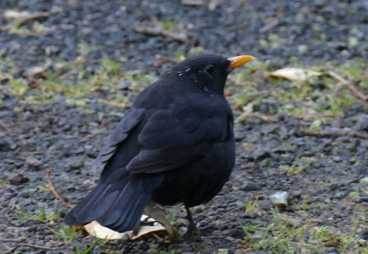 Eurasian Blackbird - ML624237143