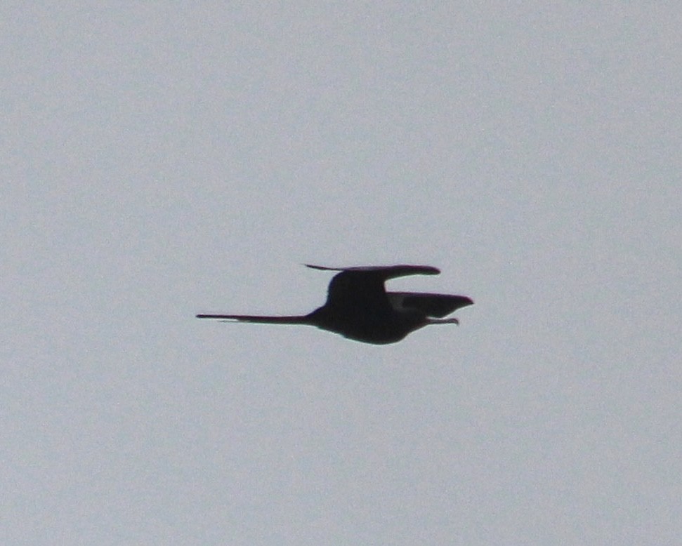 Magnificent Frigatebird - ML624237159