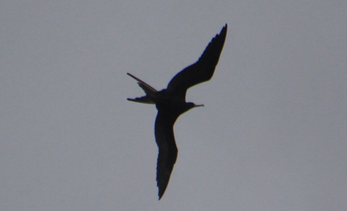 Magnificent Frigatebird - ML624237173