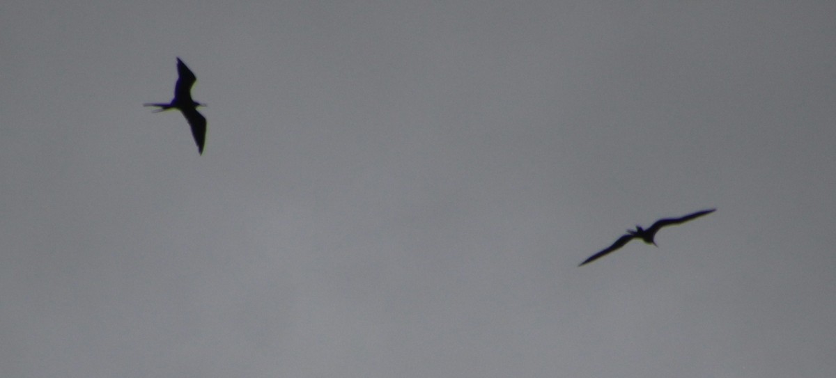 Magnificent Frigatebird - ML624237175