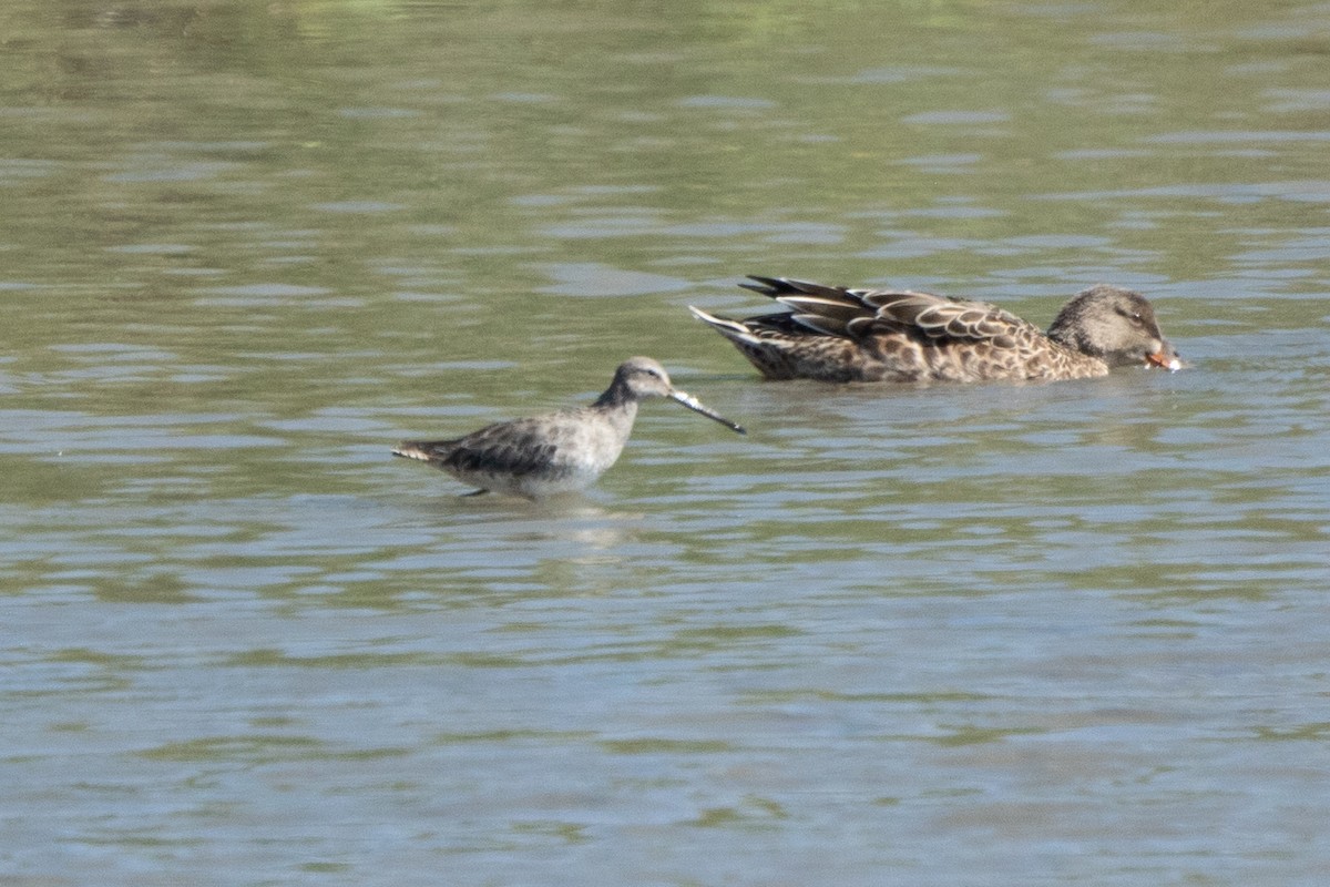 Long-billed Dowitcher - ML624237177