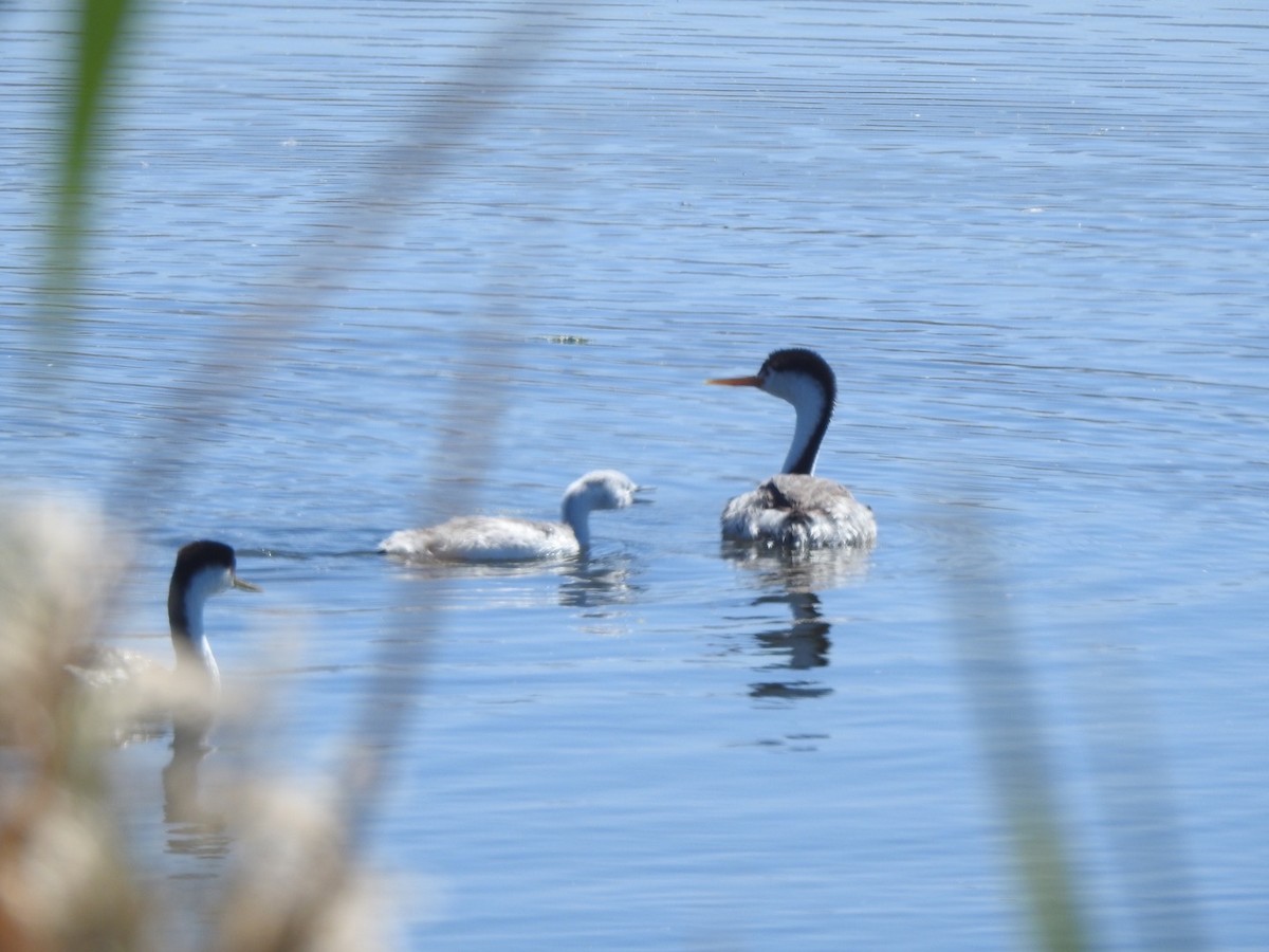 Clark's Grebe - ML624237186