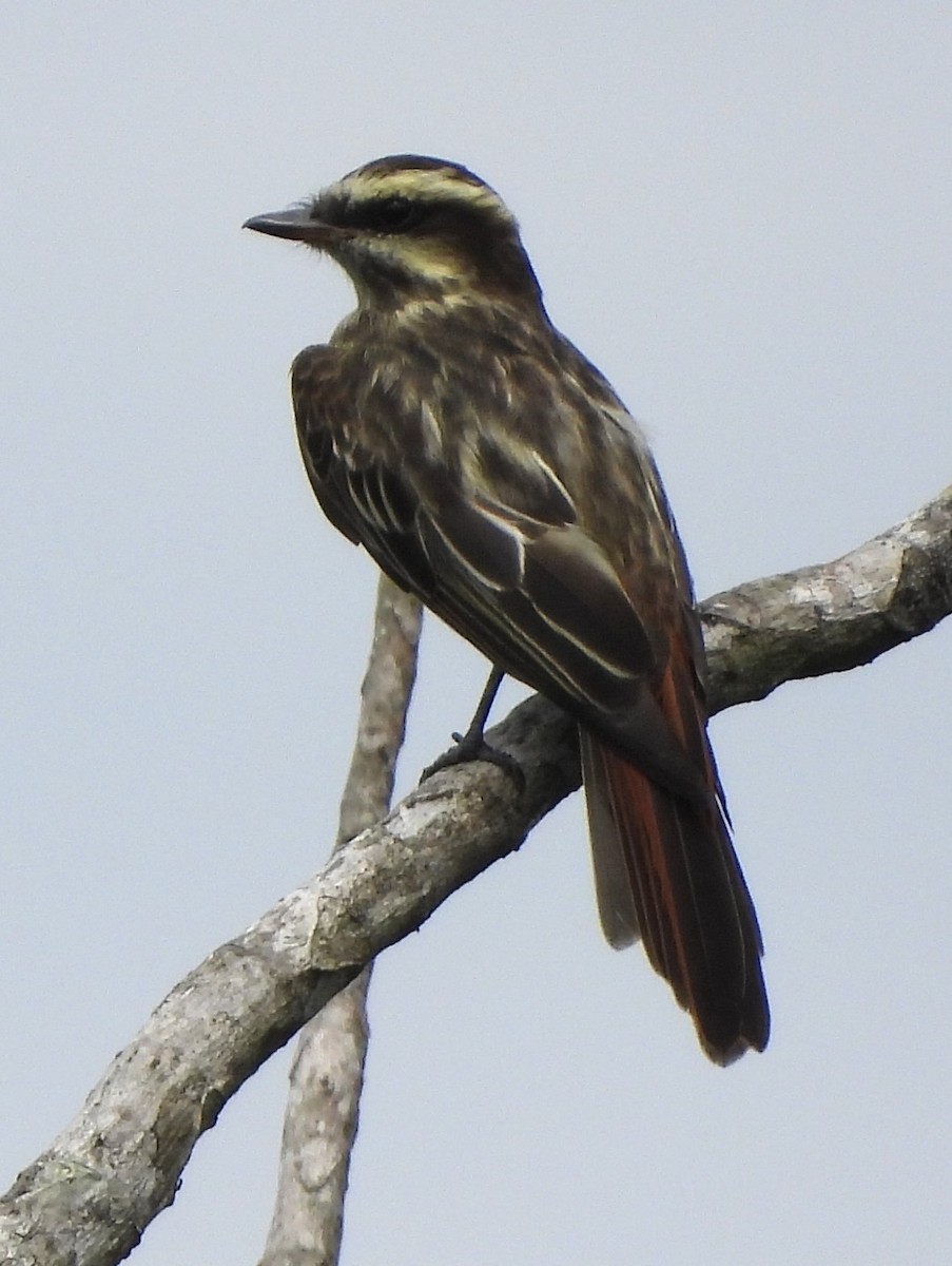 Variegated Flycatcher - YOLANDA PIÑEROS