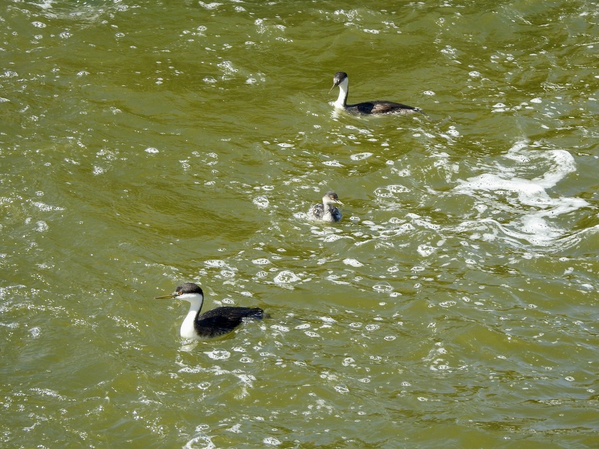 Clark's Grebe - ML624237224