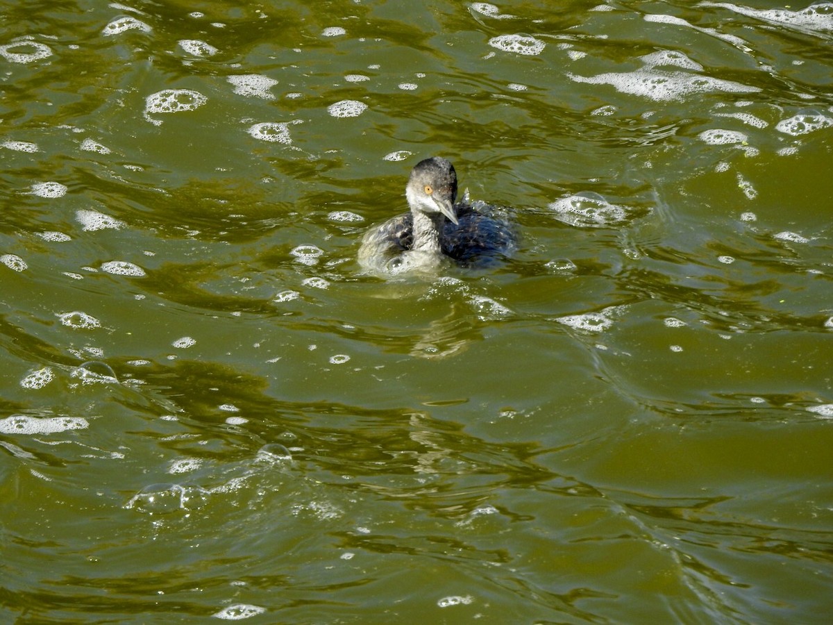 Eared Grebe - Anita Hooker