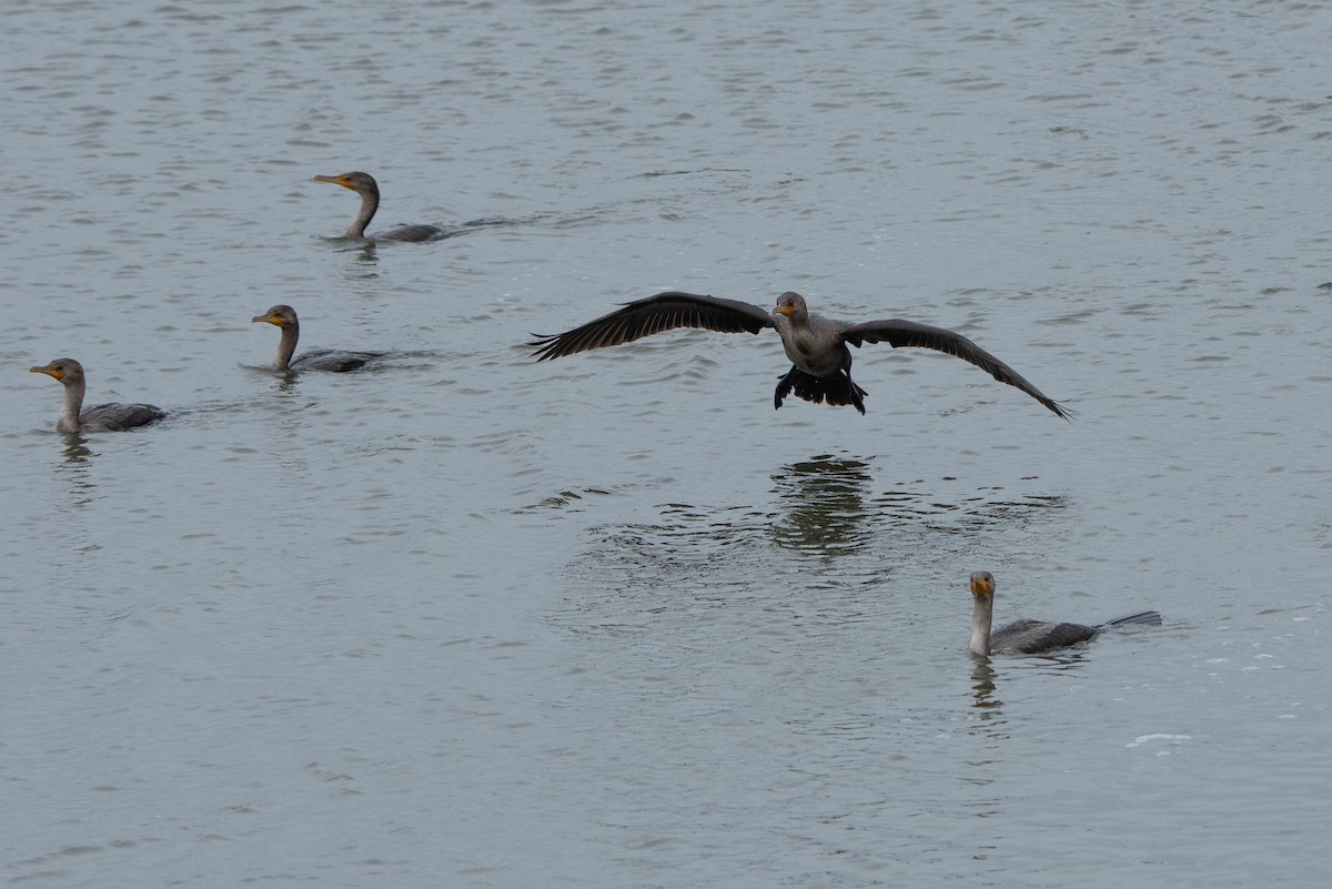 Double-crested Cormorant - Andrea Heine