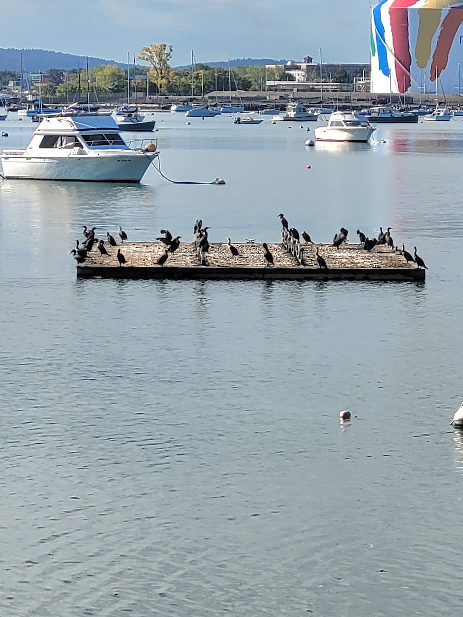 Double-crested Cormorant - ML624237349