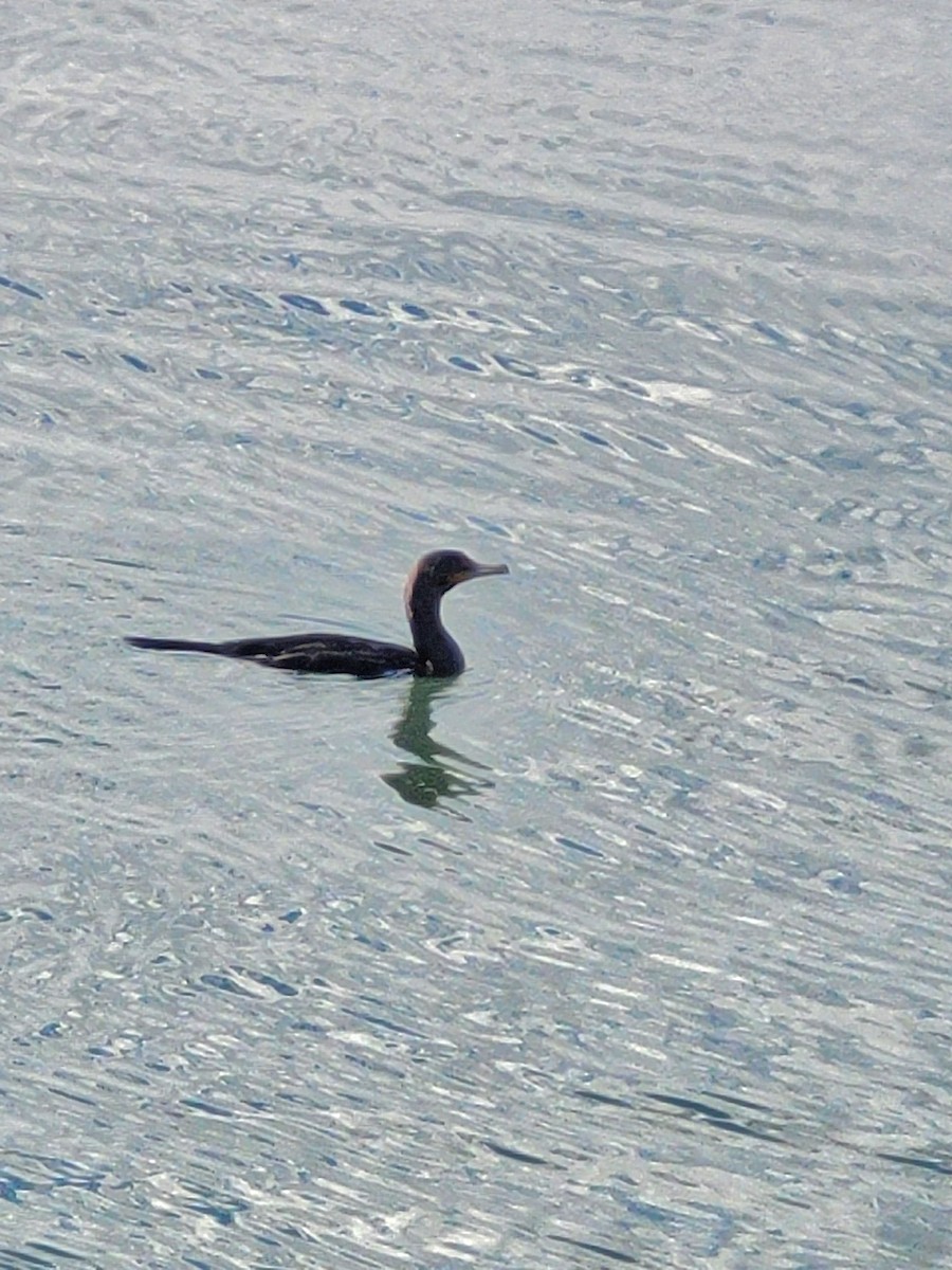 Double-crested Cormorant - Samuel Harris