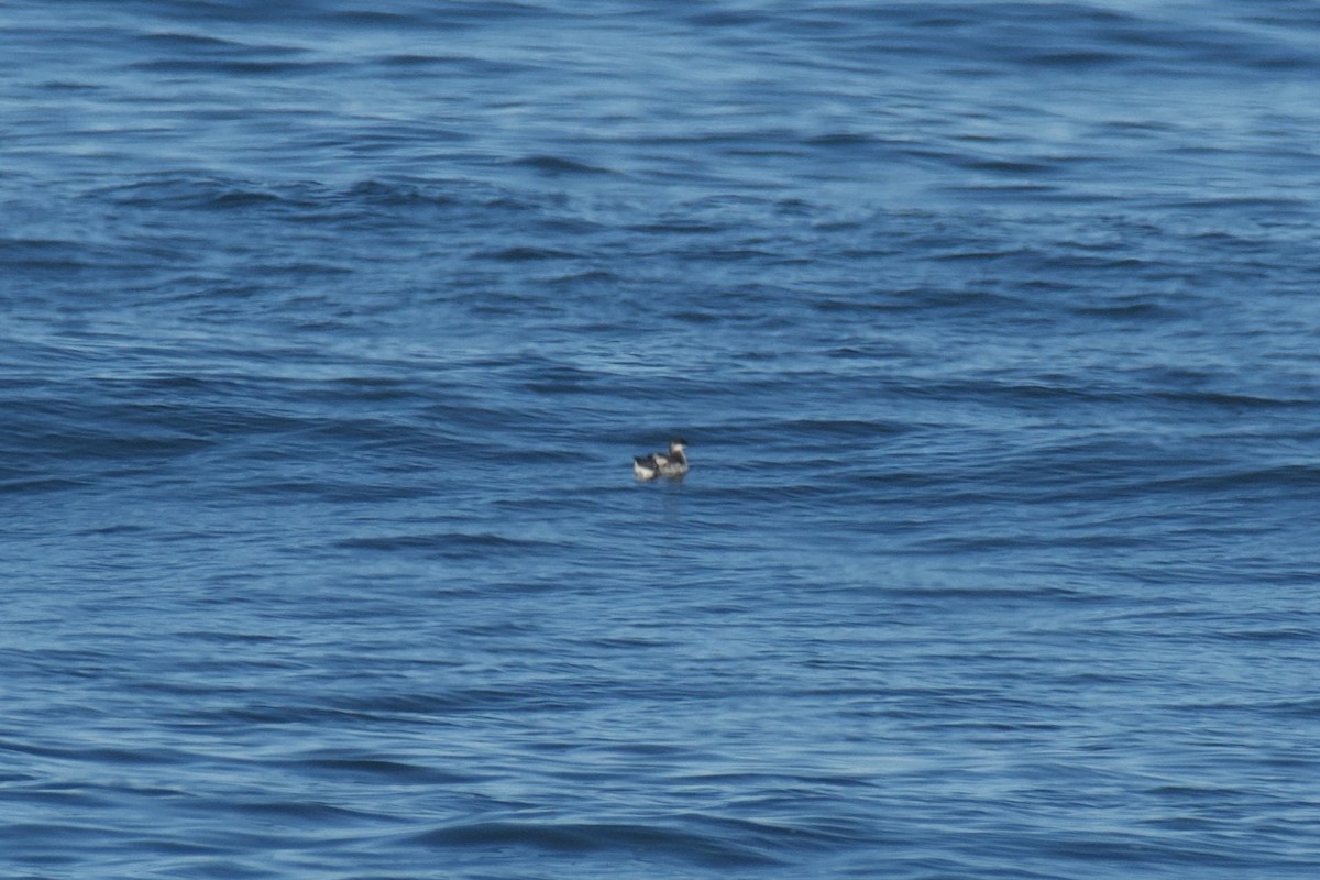 Guillemot à miroir - ML624237353