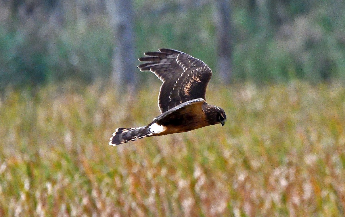 Northern Harrier - ML624237368