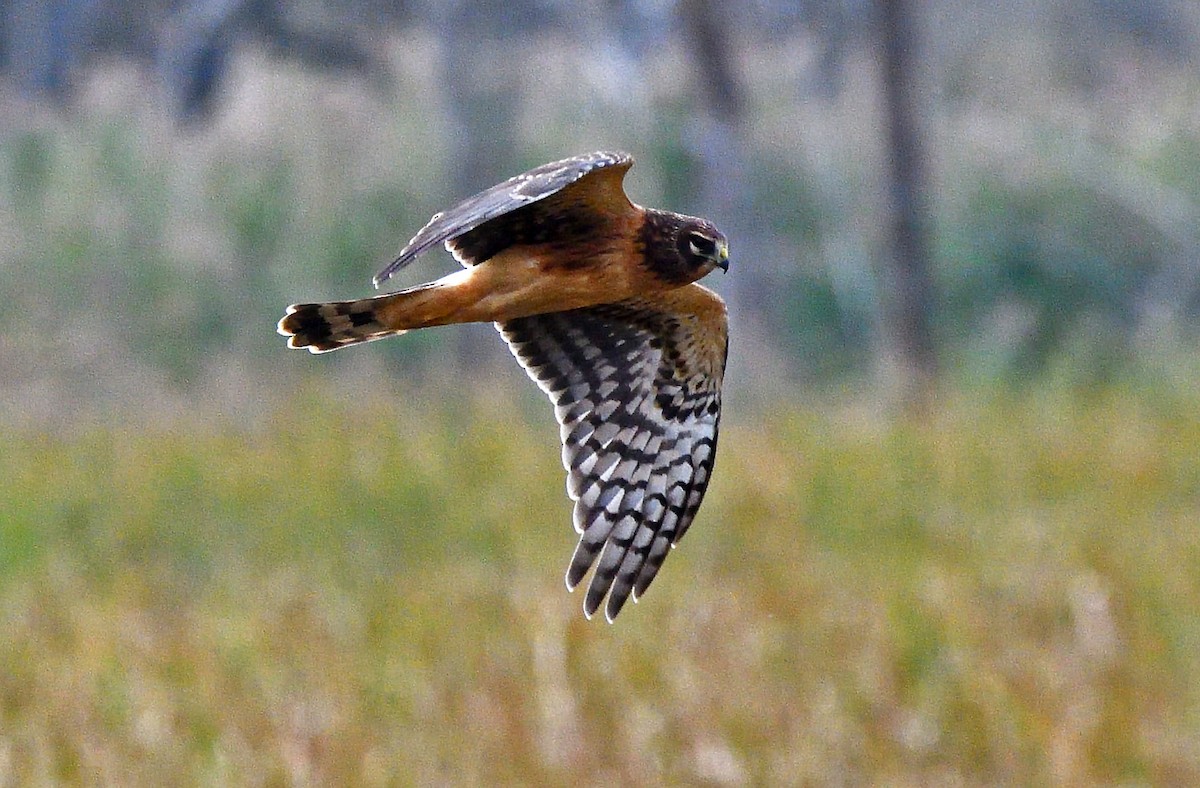 Northern Harrier - ML624237369