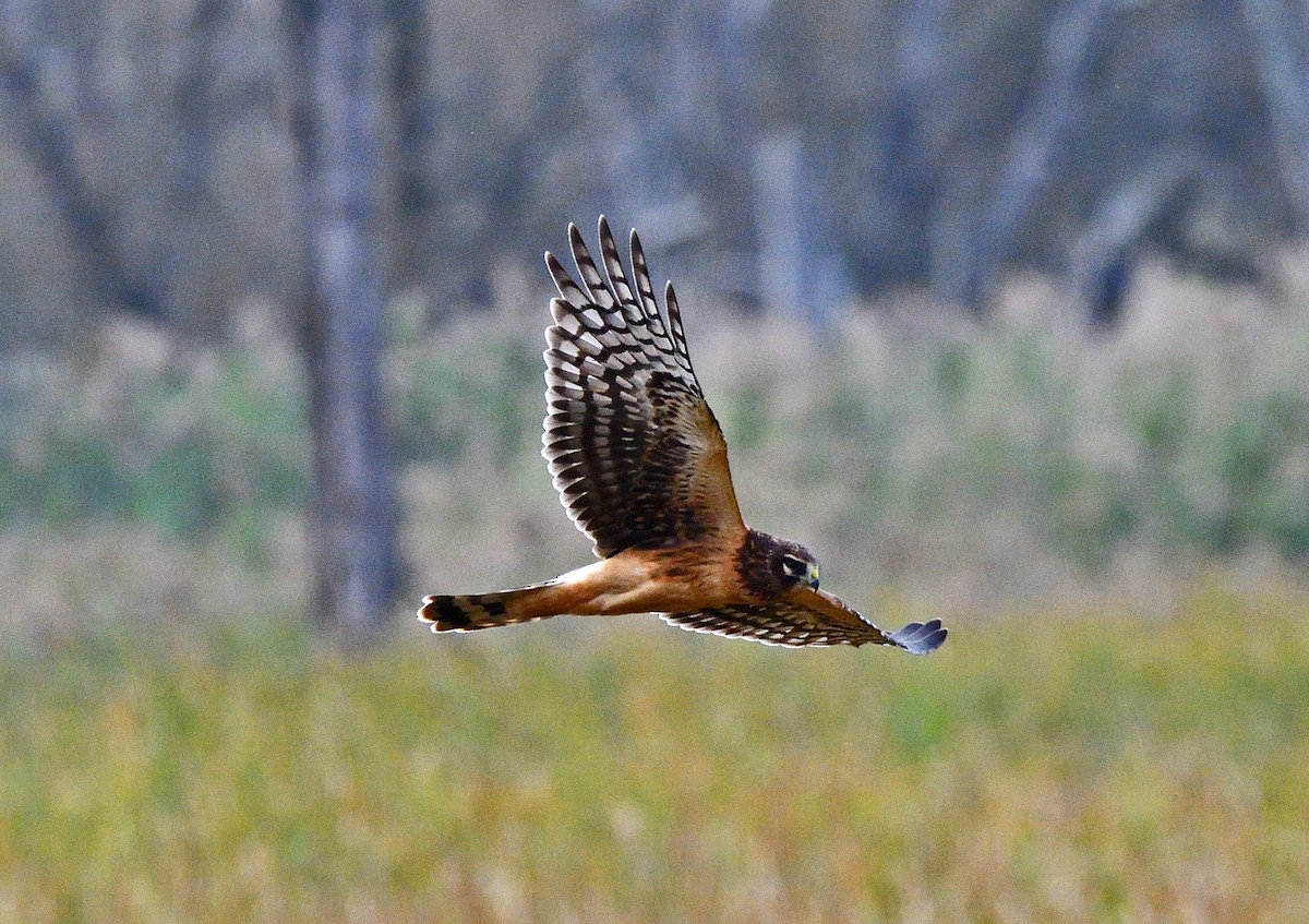 Northern Harrier - ML624237370