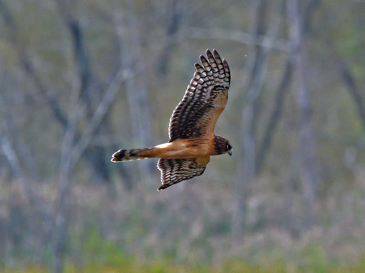 Northern Harrier - ML624237371