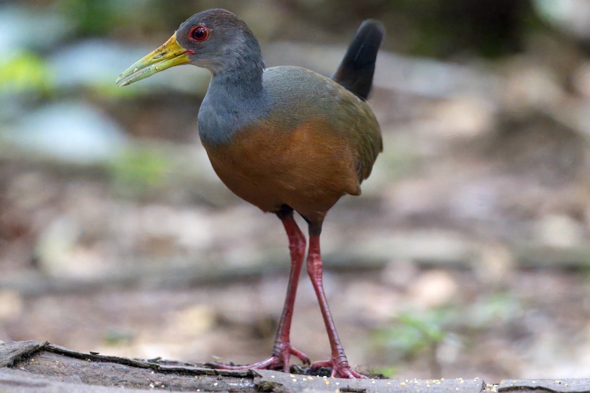 Gray-cowled Wood-Rail - ML624237387