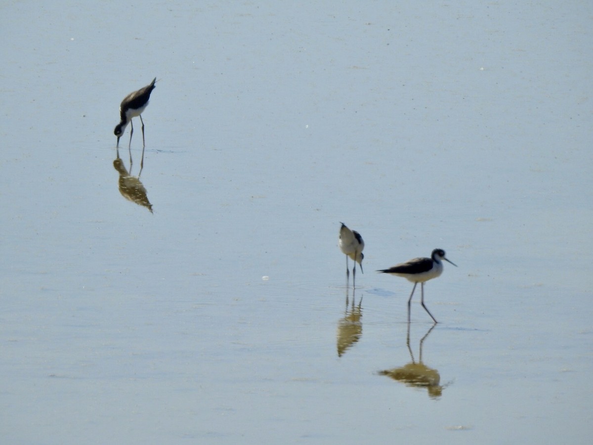 Black-necked Stilt - ML624237429