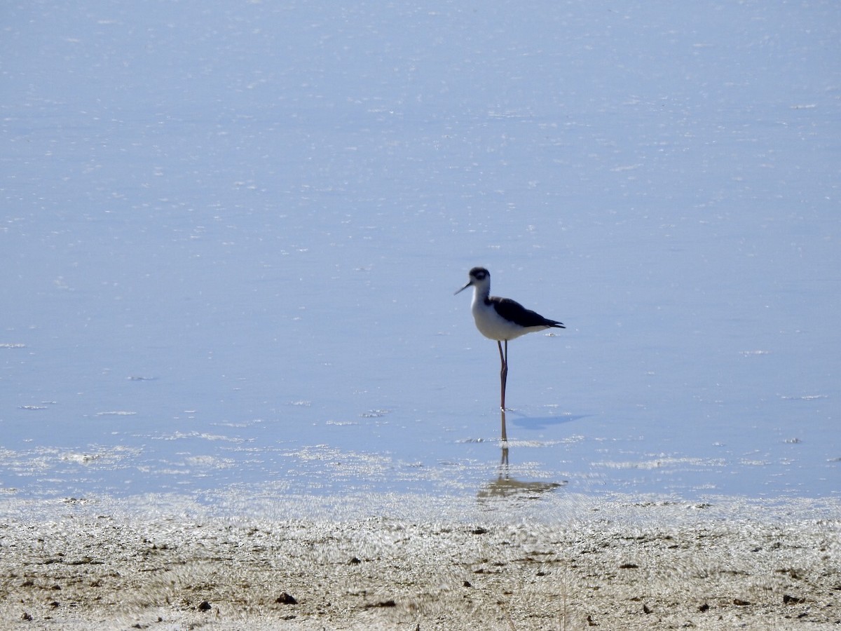 Black-necked Stilt - ML624237430