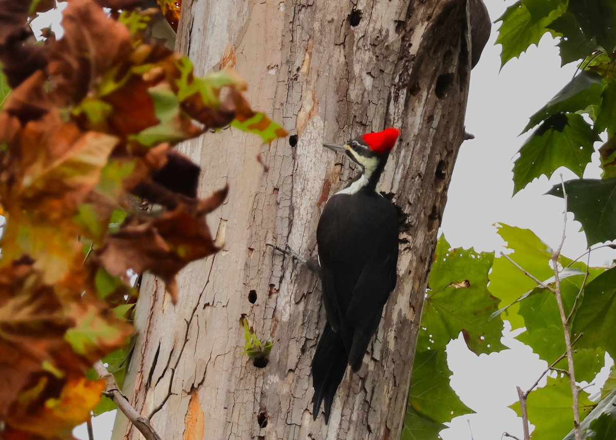 Pileated Woodpecker - ML624237445