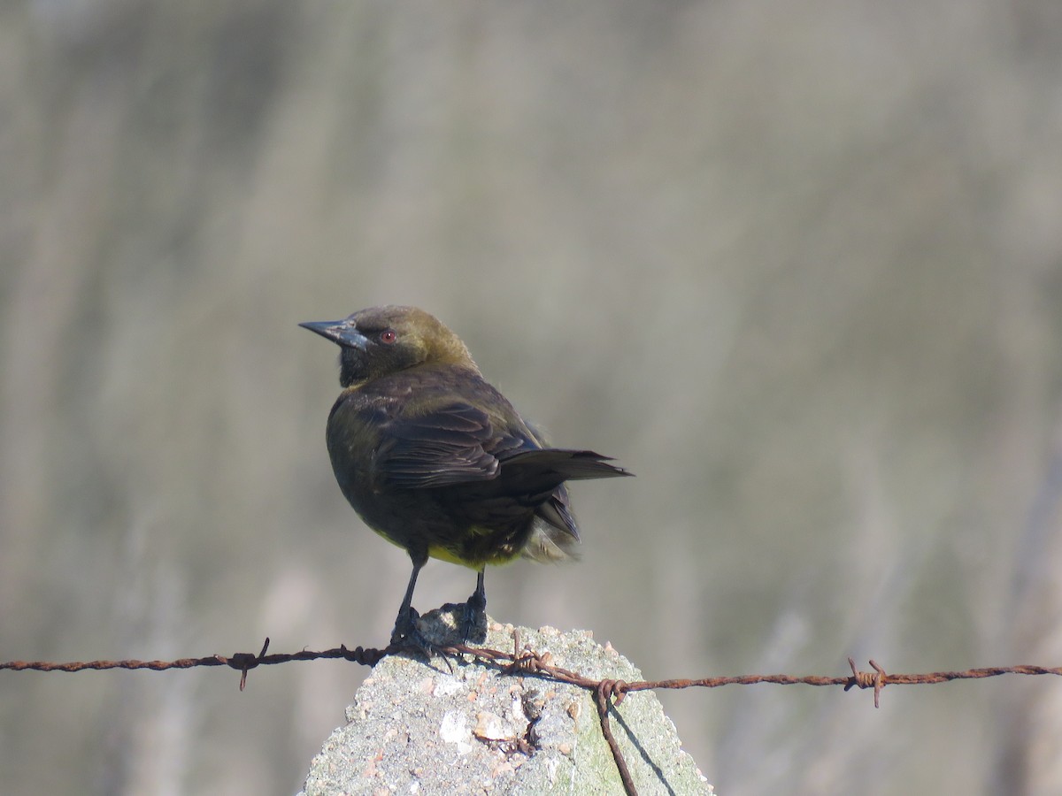 Brown-and-yellow Marshbird - ML624237449