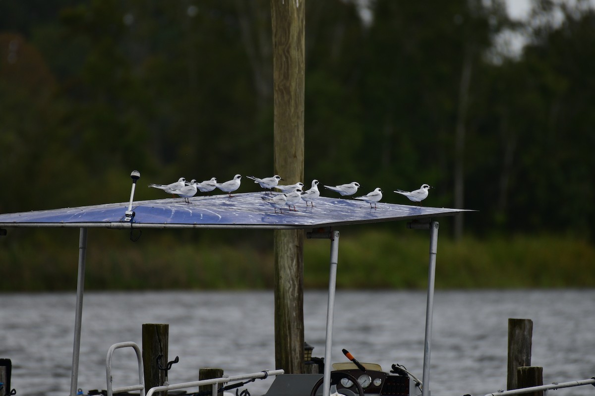 Forster's Tern - ML624237450