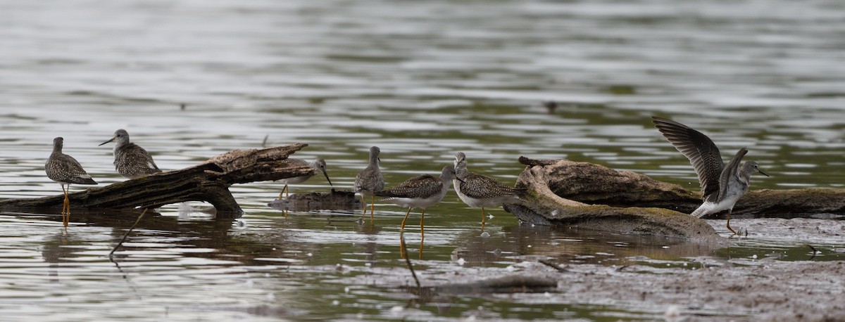 Lesser Yellowlegs - Jaime Thomas