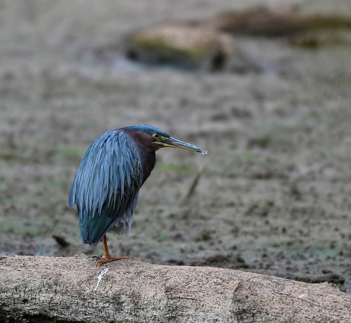 Green Heron - Jaime Thomas